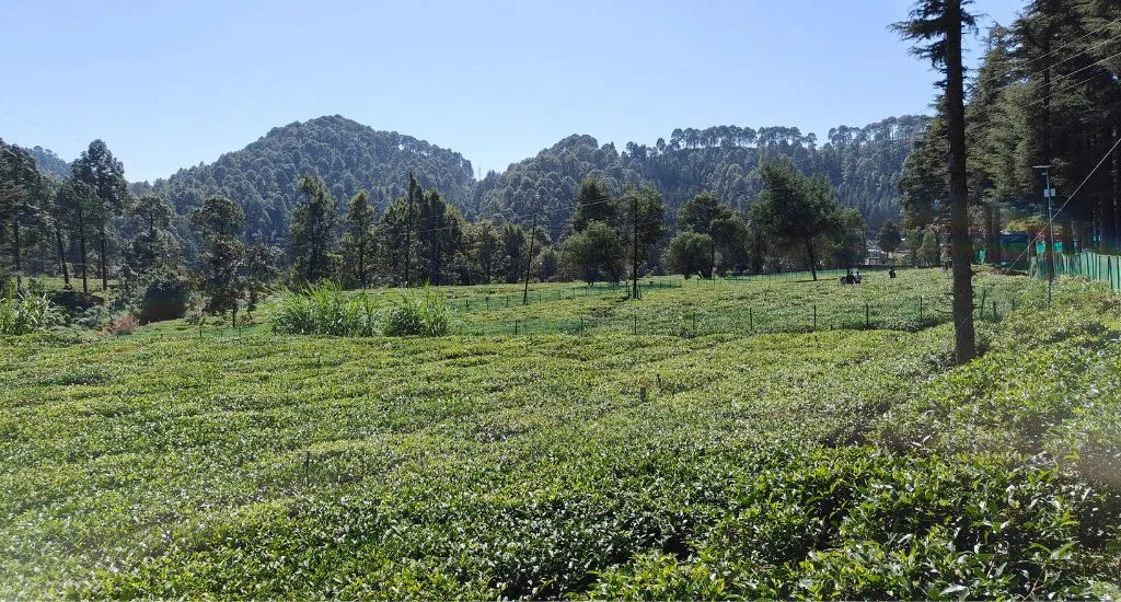 Tea Garden