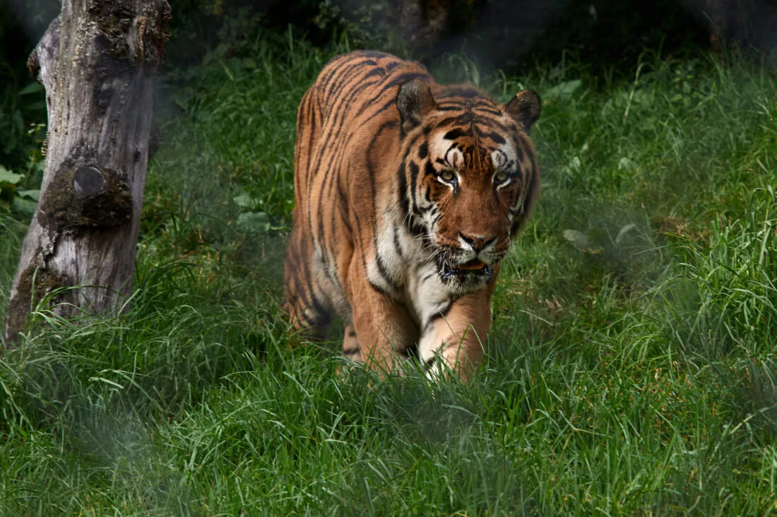 G B Pant High Altitude Zoo